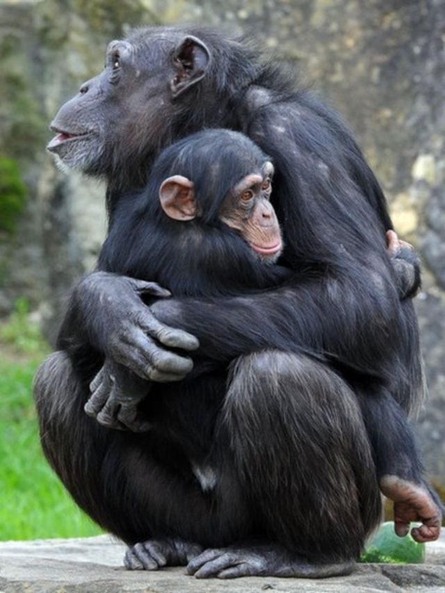 Chimpancé