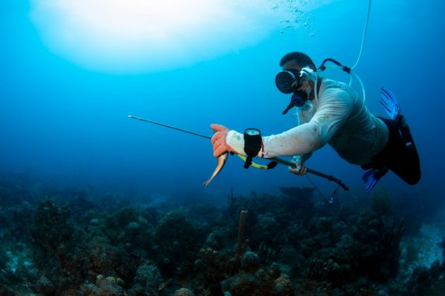 Estudio revela malas prácticas de buceo provocan discapacidad