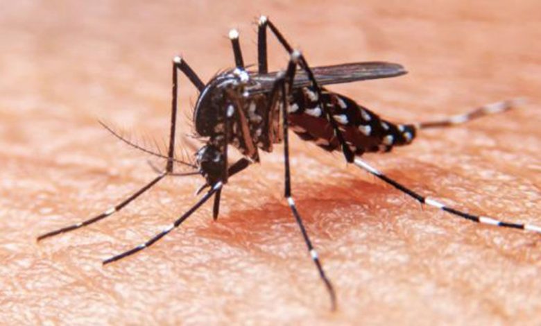 26 de agosto: Día Internacional contra el Dengue